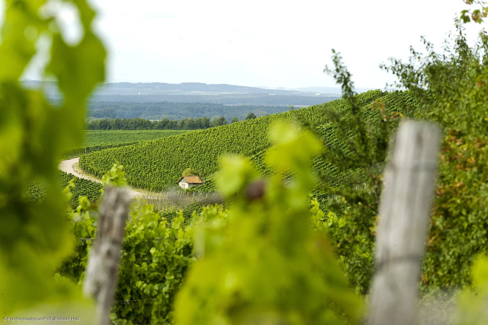 Weinbergslandschaft bei Iphofen