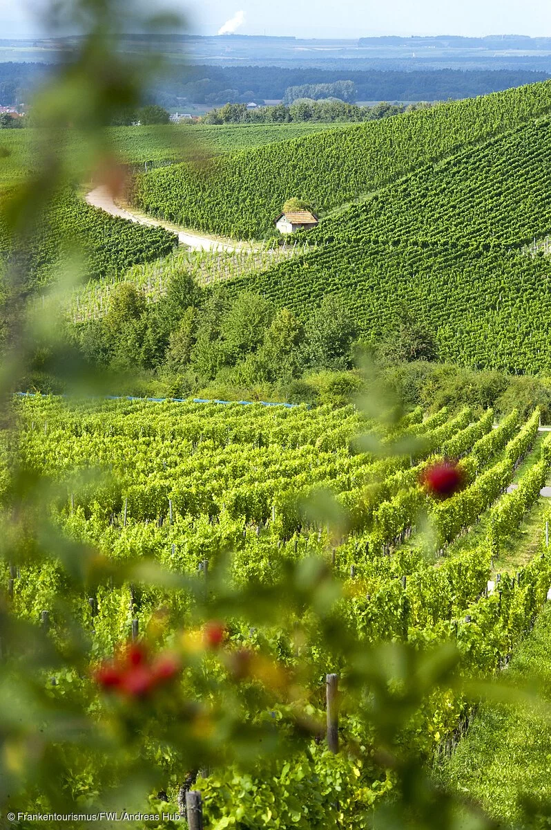 Weinbergslandschaft bei Iphofen