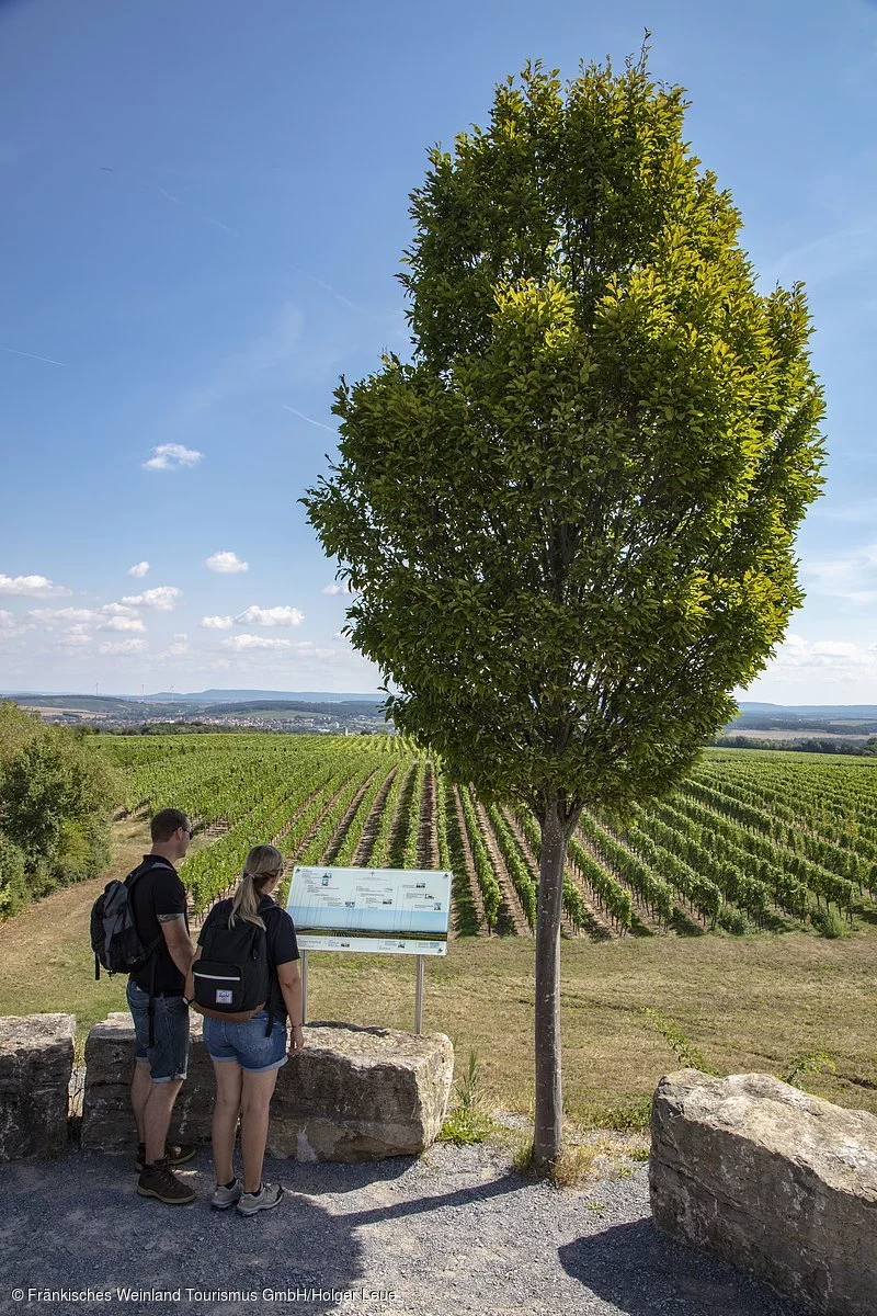 Aussichtsplattform in den Weinbergen bei Nordheim a.Main