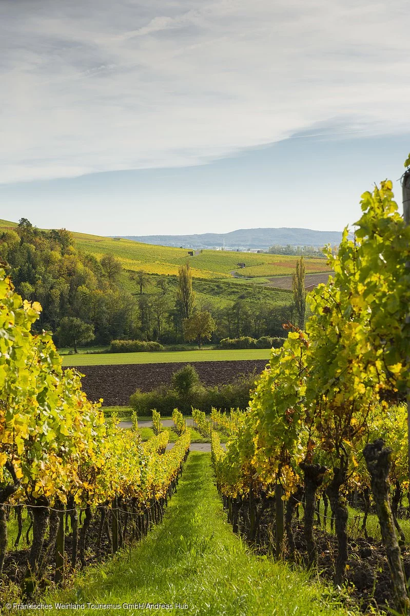 Weinberge bei Frickenhausen a. Main