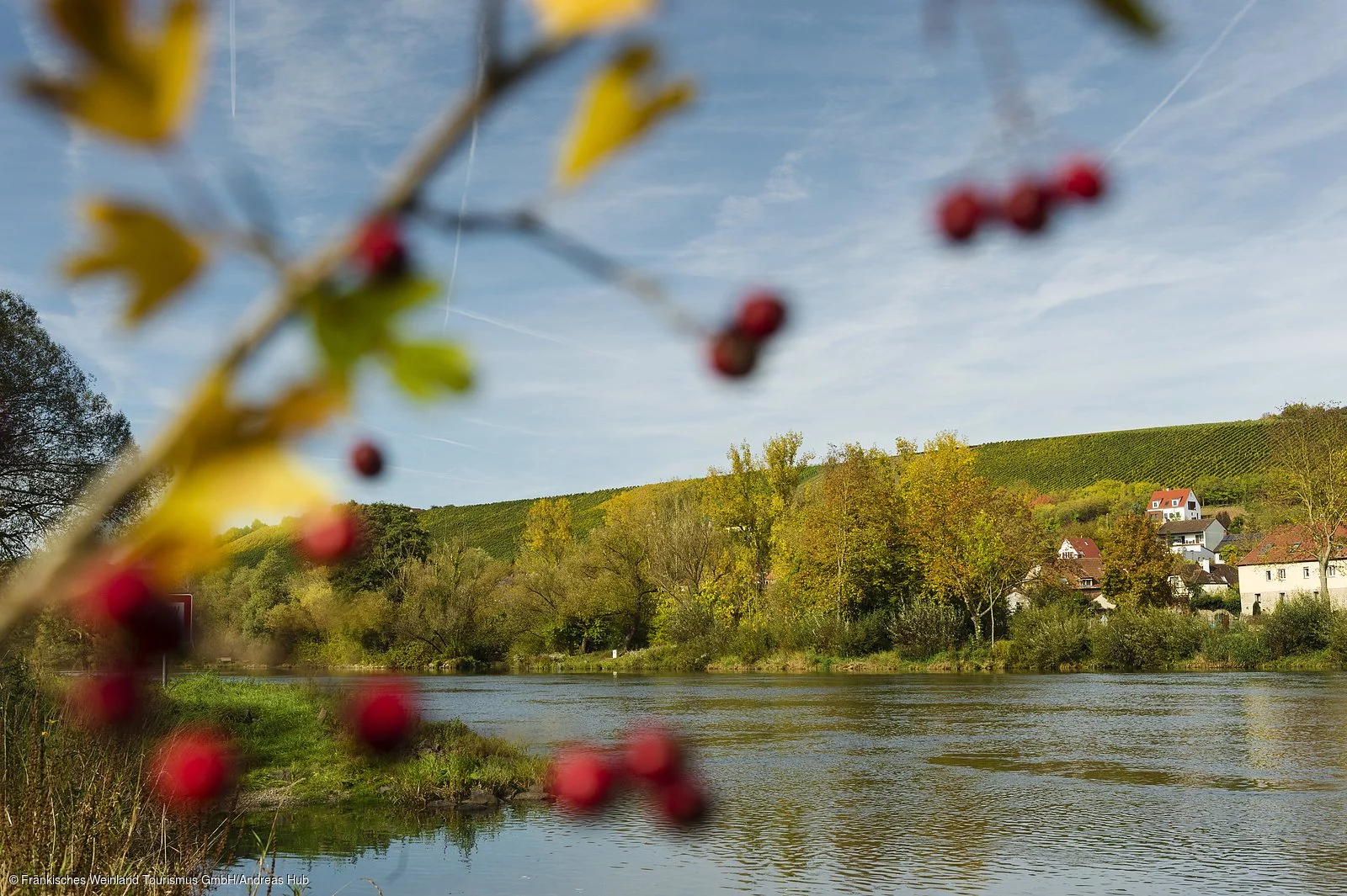 Weinberge am Main bei Frickenhausen