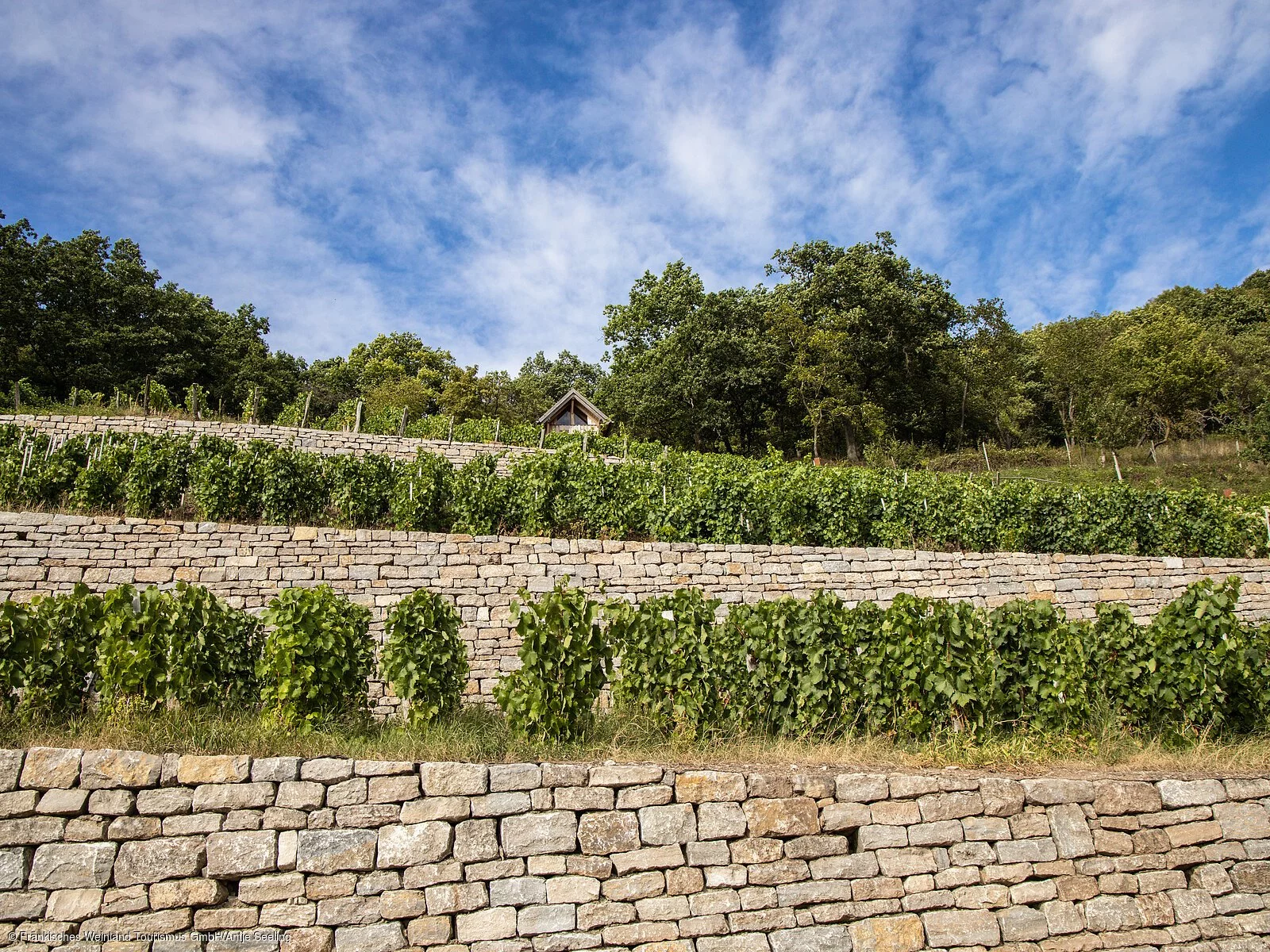 Geschichtsweinberg Iphofen