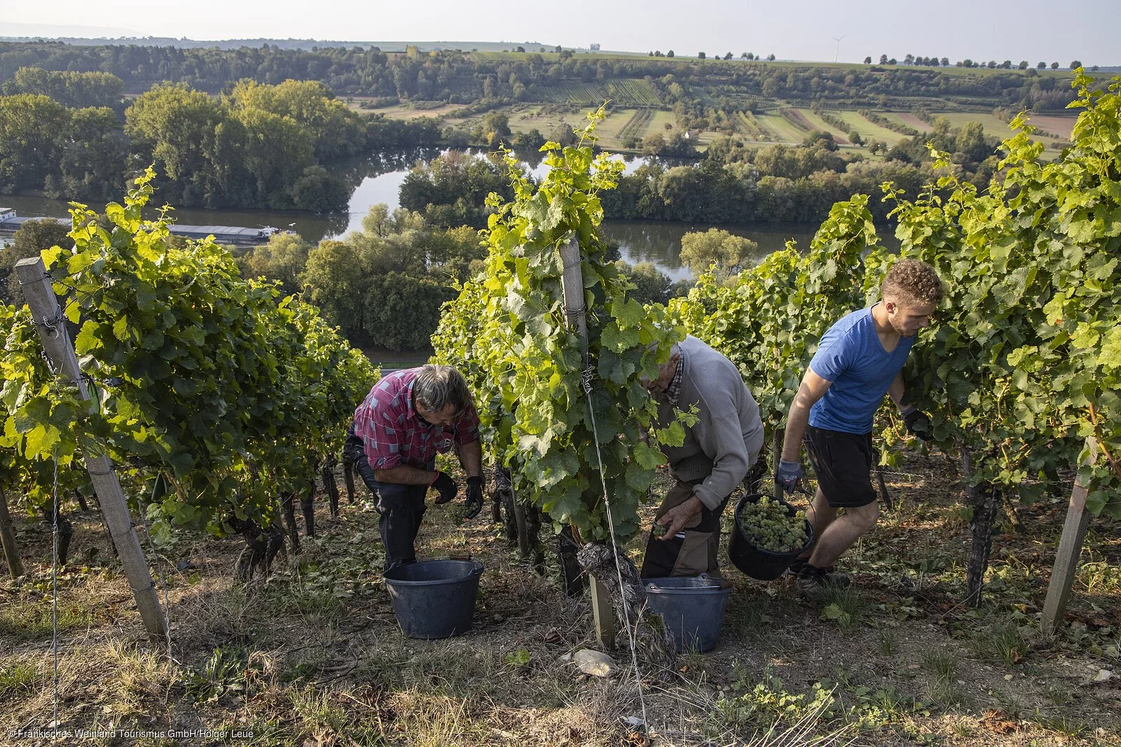 Weinlese an der Volkacher Mainschleife