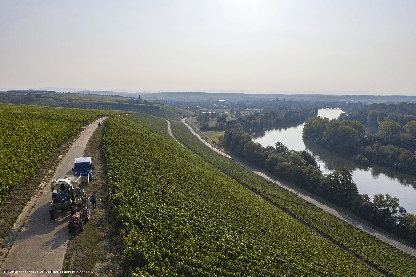 Weinlese an der Volkacher Mainschleife