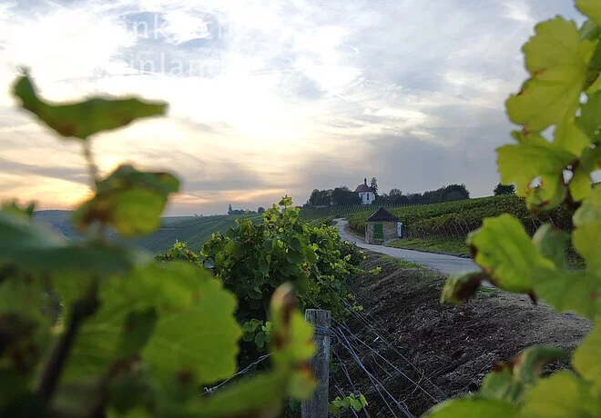 Abendstimmung bei der Vogelsburg, Volkach