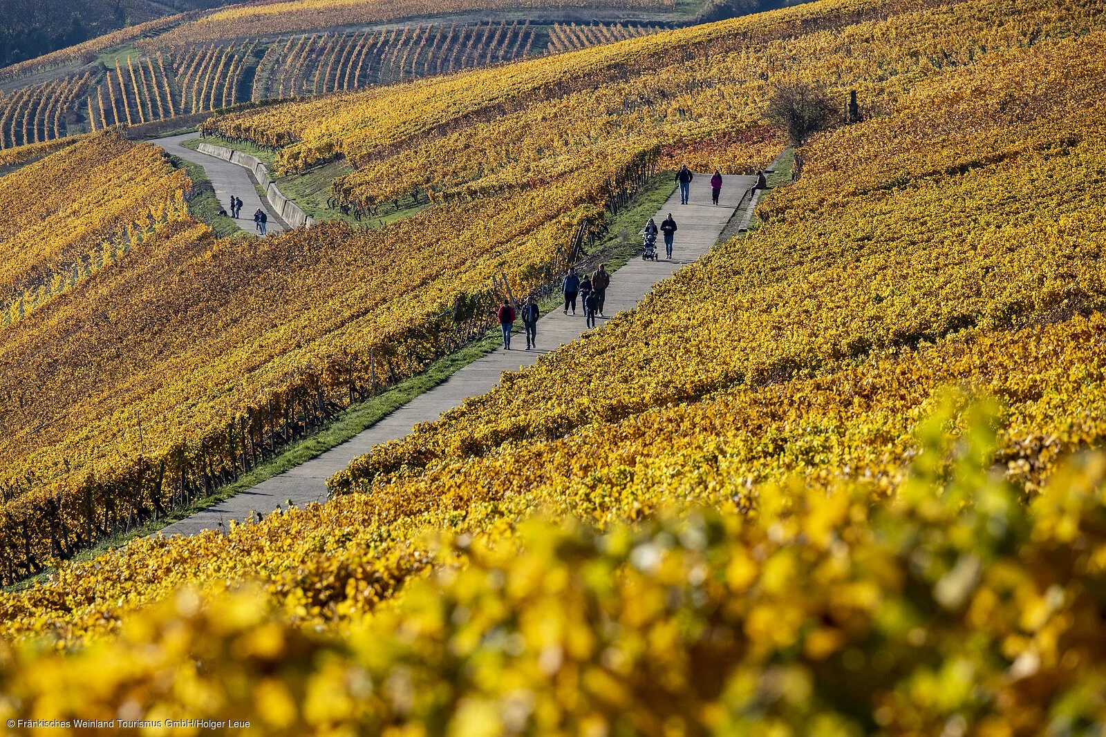 Wandern in den Weinbergen bei Escherndorf